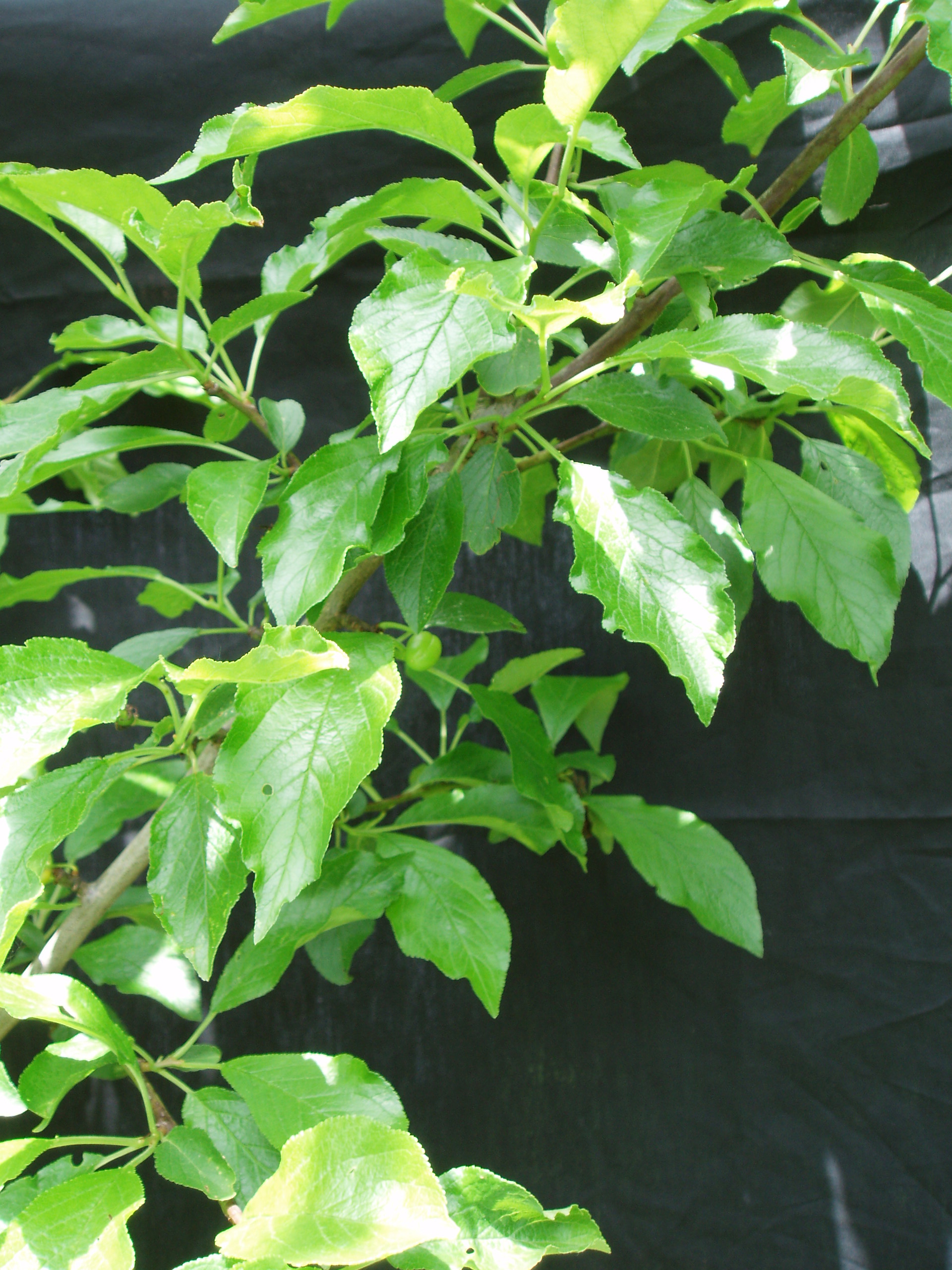 Brooks Plum Tryon Life Community Farm