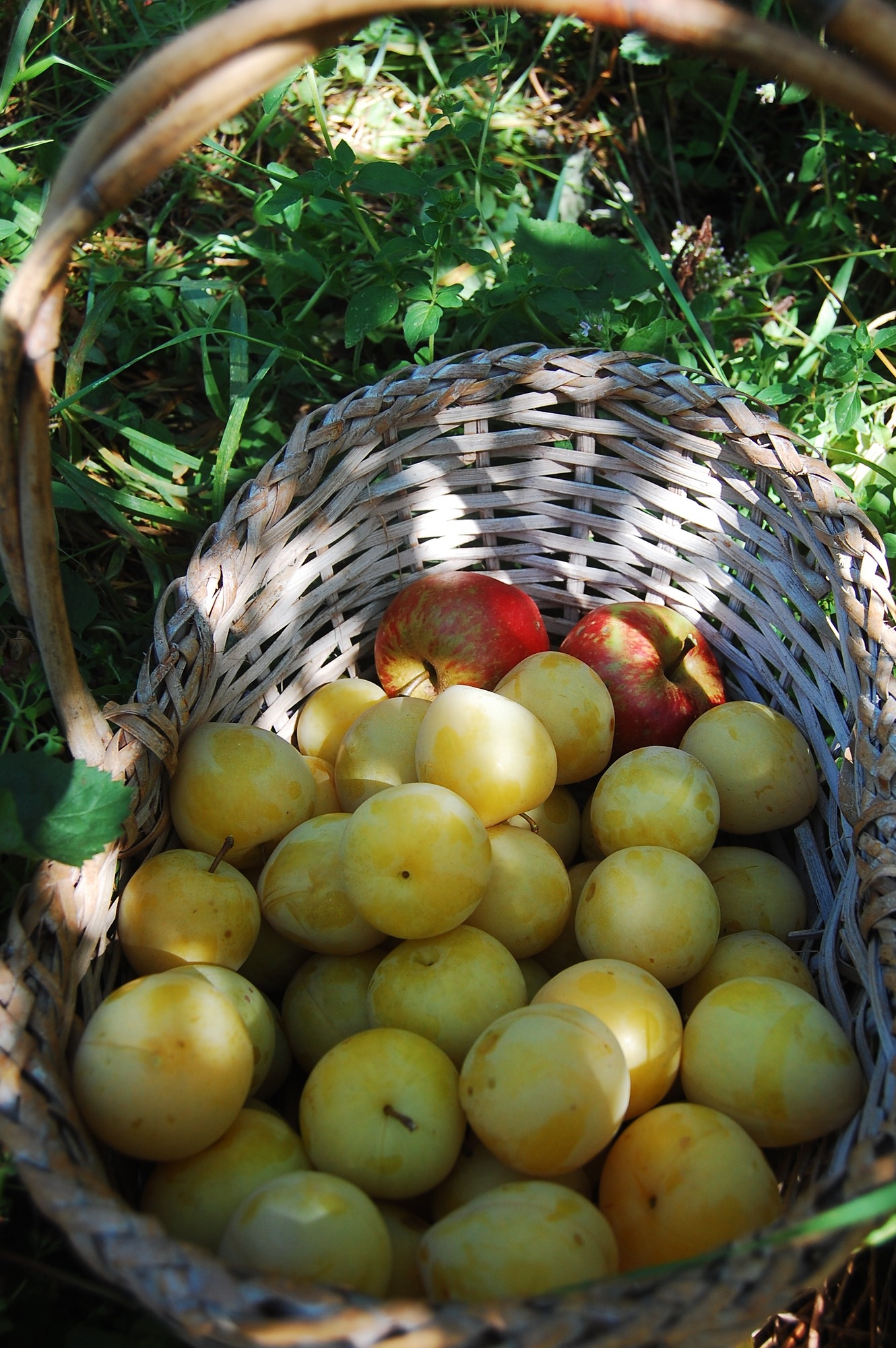 Harvested Plums Tryon Life Community Farm