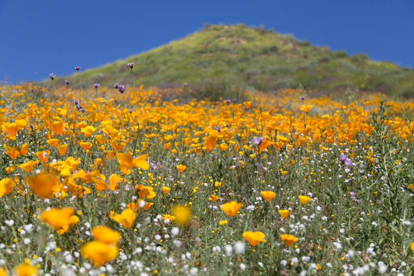 California Poppy Flower Super Bloom Try Something Fun