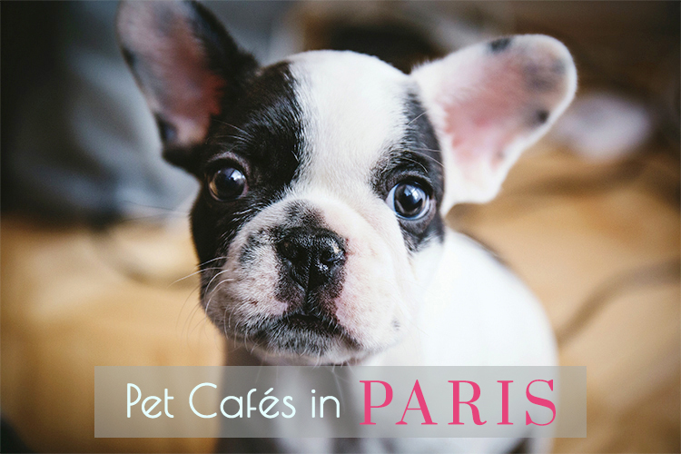 Pet Cafés in Paris Try Something Fun