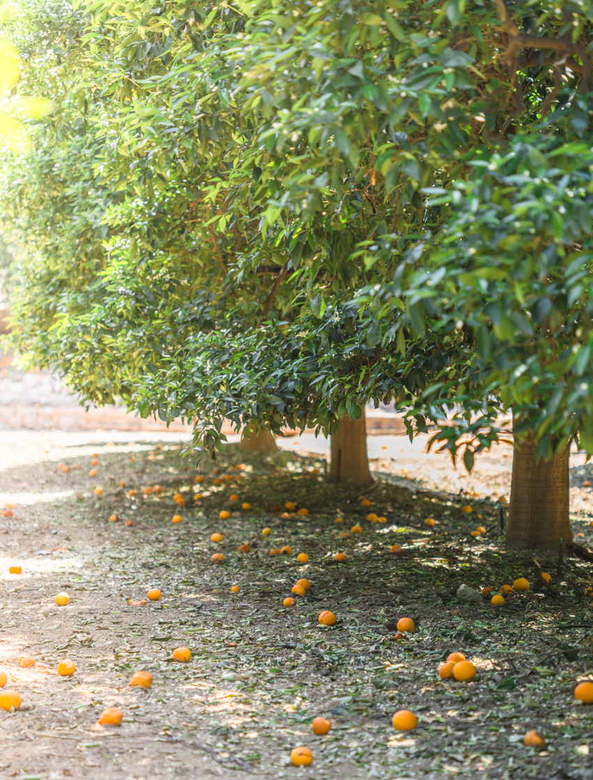 Fragrant Orange Groves in Redlands, California Try Something Fun