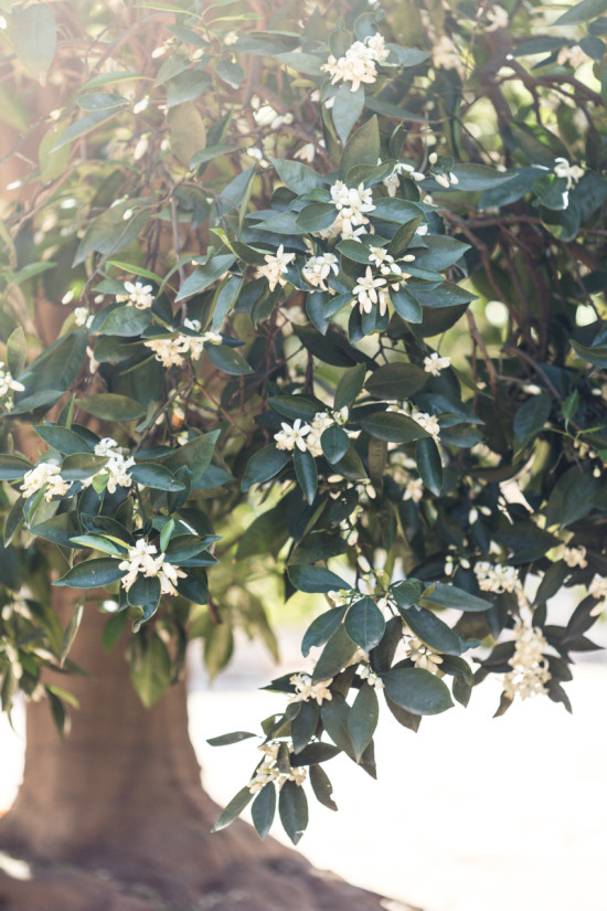 Fragrant Orange Groves in Redlands, California Try Something Fun