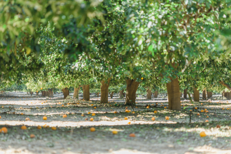 Fragrant Orange Groves in Redlands, California Try Something Fun