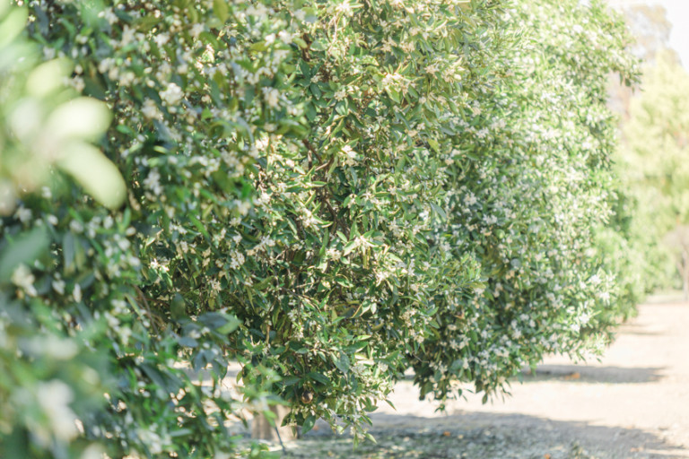 Blossom Grove Redlands at Gary blog