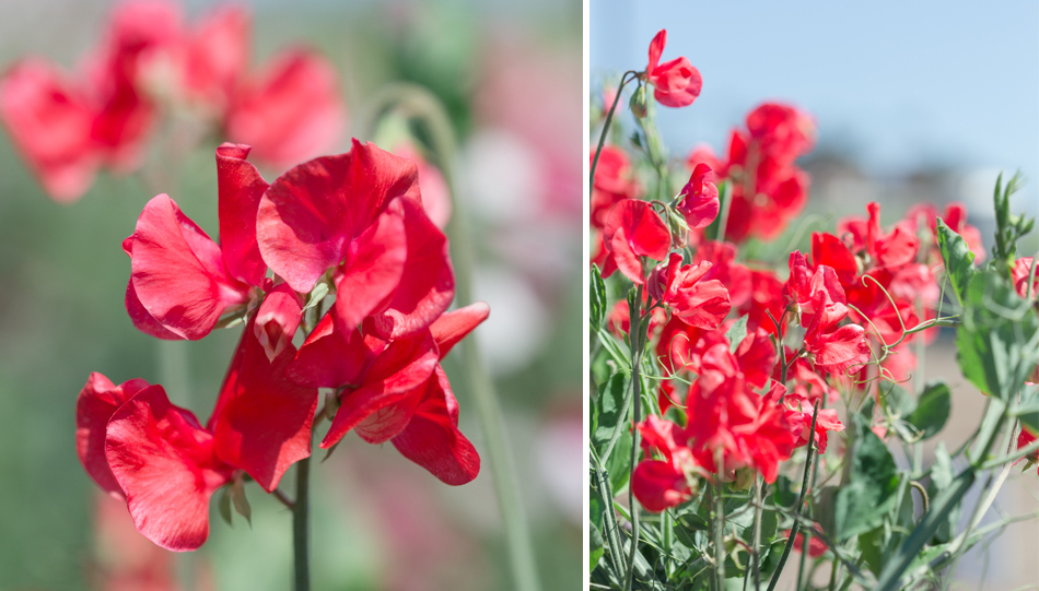 Sweet Pea Gardens Will Brighten Your Day Try Something Fun