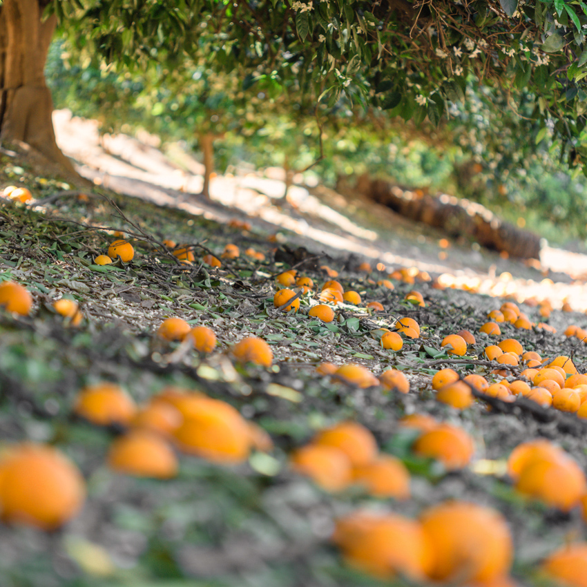 Fragrant Orange Groves in Redlands, California Try Something Fun