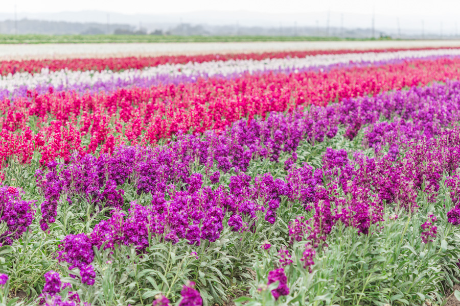 Santa Maria Ca Flowers 3519 Flower St Santa Maria Ca 93455 Mls