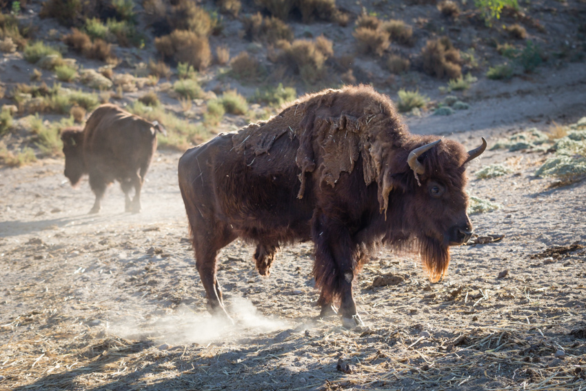 Majestic Bison Herd in Los Angeles Try Something Fun