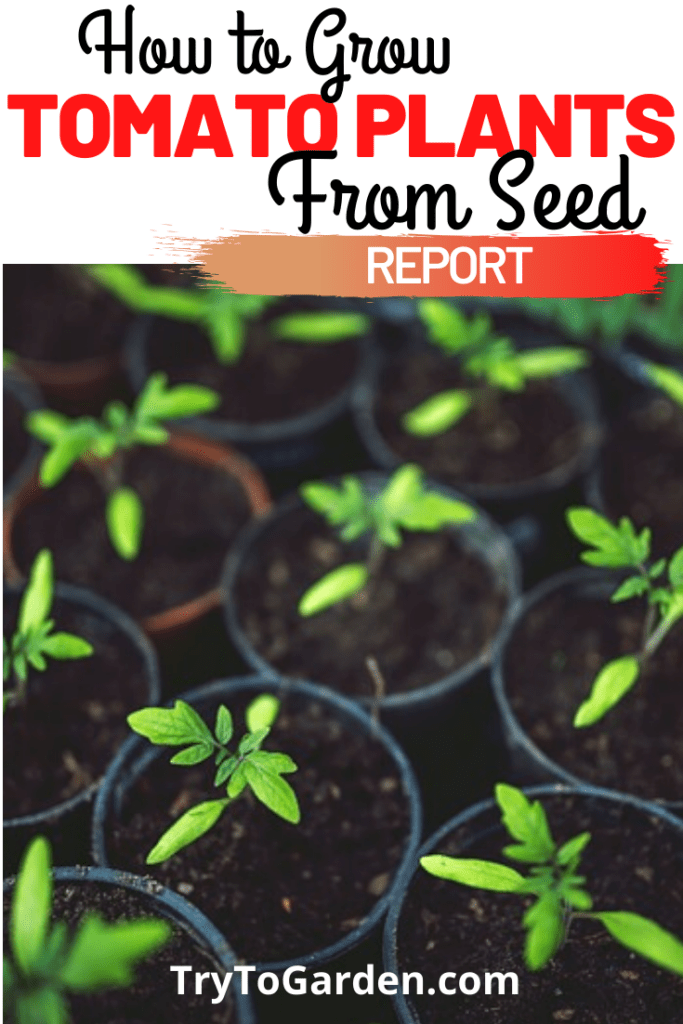 How to Grow Tomato Plants From Seed Try To Garden