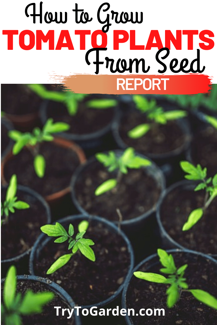 How to Grow Tomato Plants From Seed Try To Garden