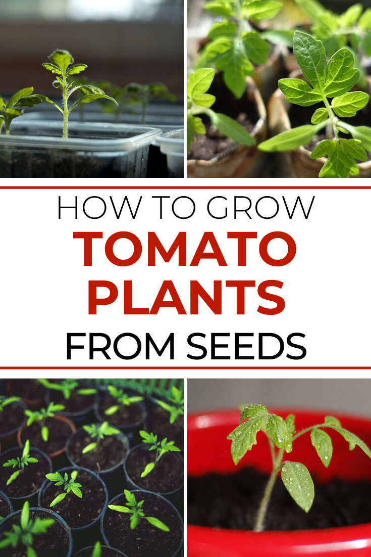 How to Grow Tomato Plants From Seed Try To Garden