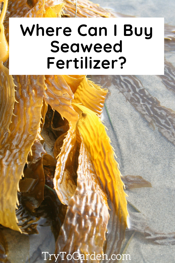 All You Need to Know About Seaweed Fertilizer Try To Garden