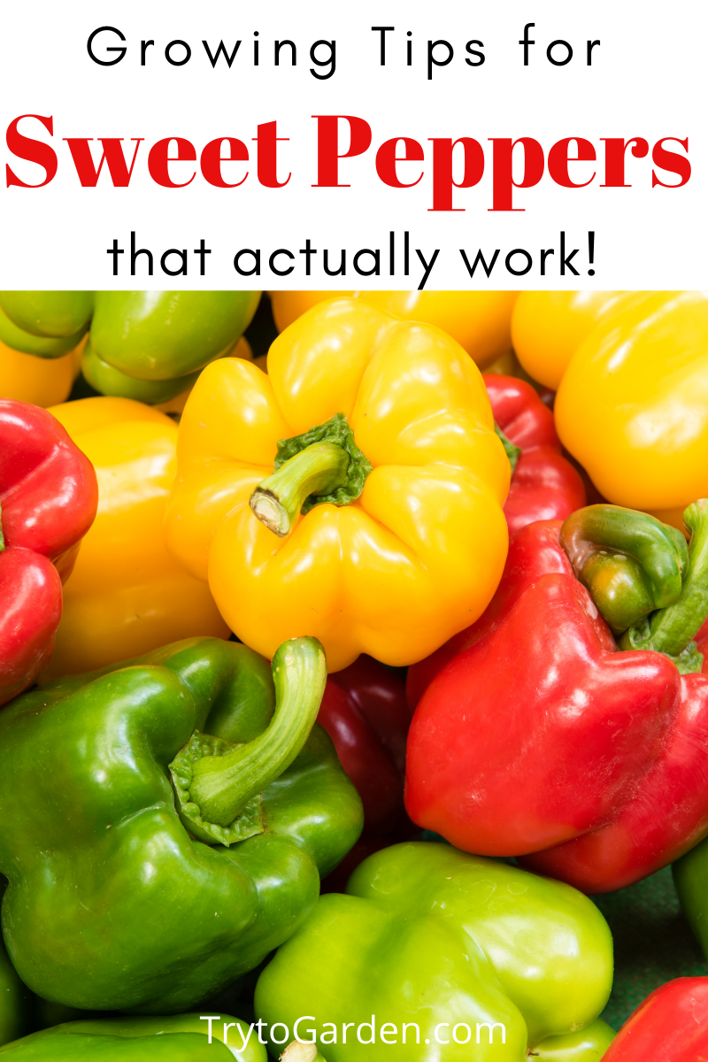 Gardening Tips for Sweet Peppers That Actually Work! Try To Garden