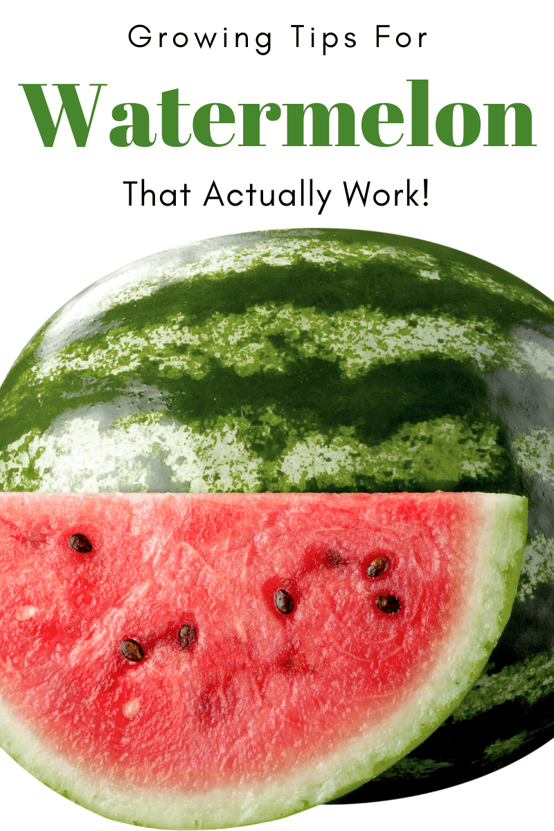 Gardening Tips for Watermelon that Actually Work! Try To Garden