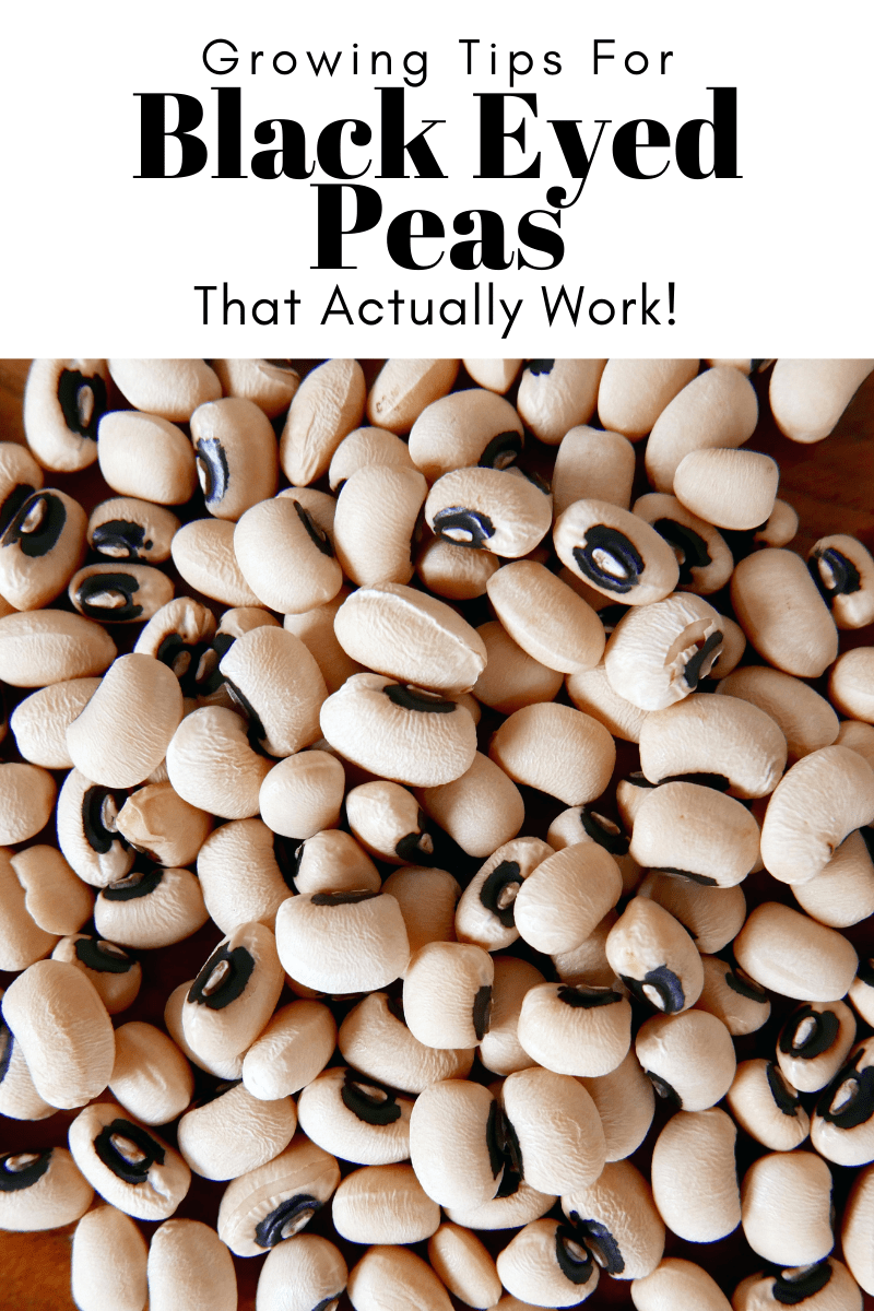 Gardening Tips for Black Eyed Peas That Actually Work! Try To Garden