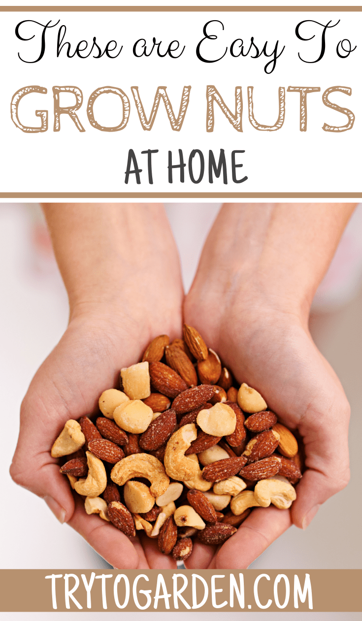 Try These Easy to Grow Nuts at Home Try To Garden