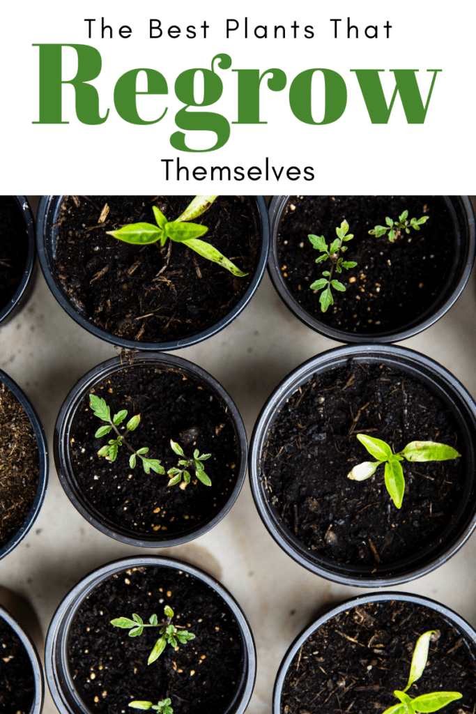The Best Plants That Regrow Themselves Try To Garden