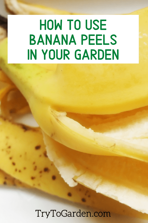 How to Use Banana Peels For Plants in Your Garden Try To Garden
