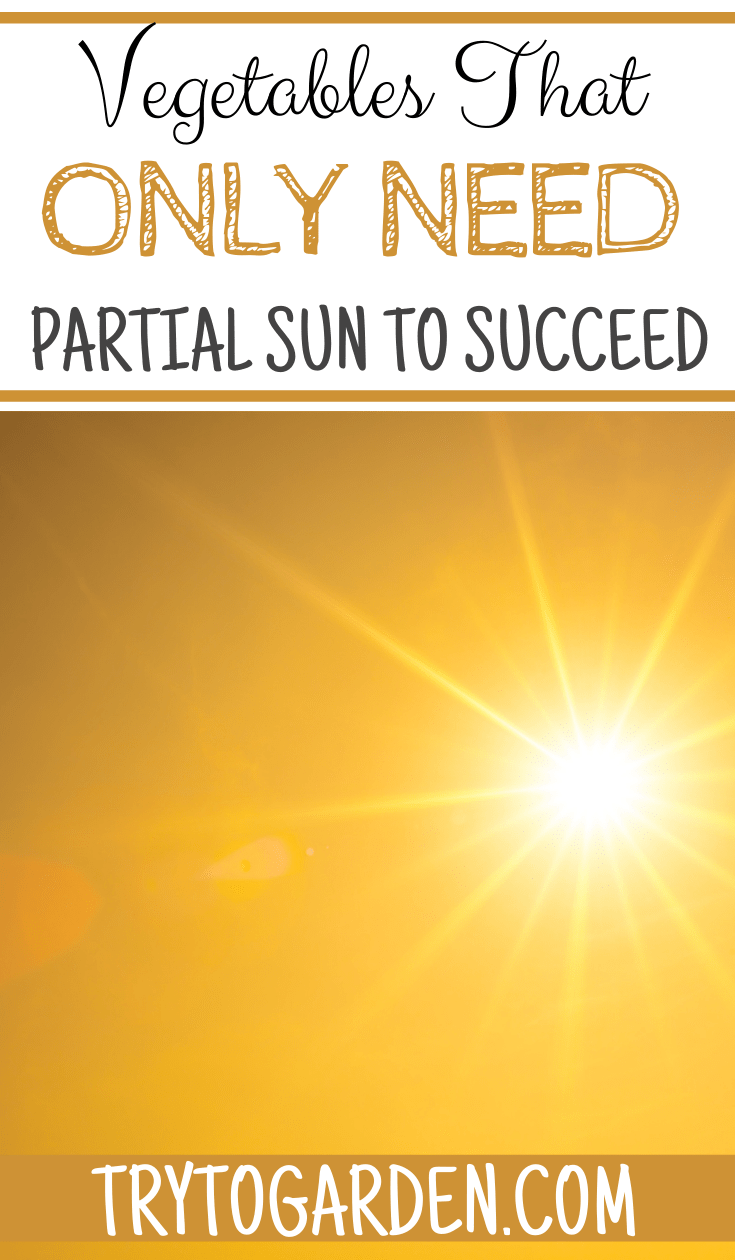 Vegetables That Only Need Partial Shade Try To Garden