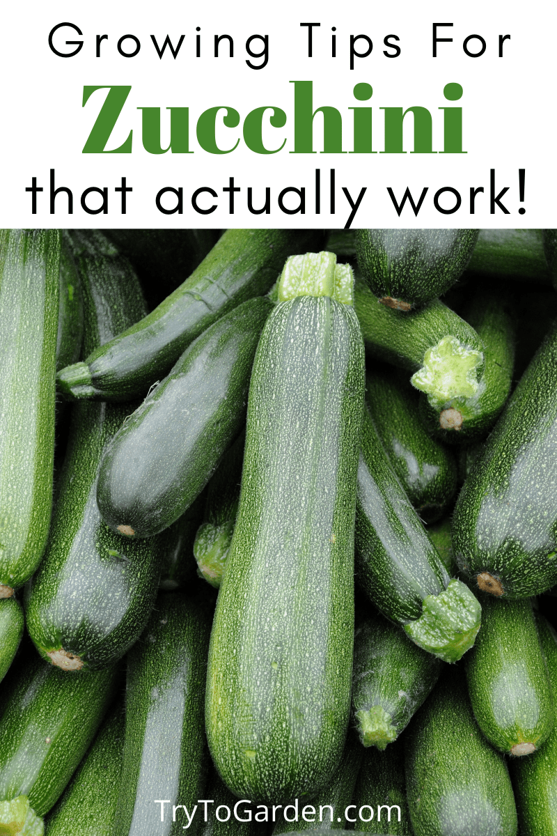 Gardening Tips for Zucchini That Actually Work! Try To Garden