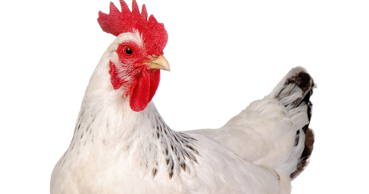 Amick Farms TryVeg