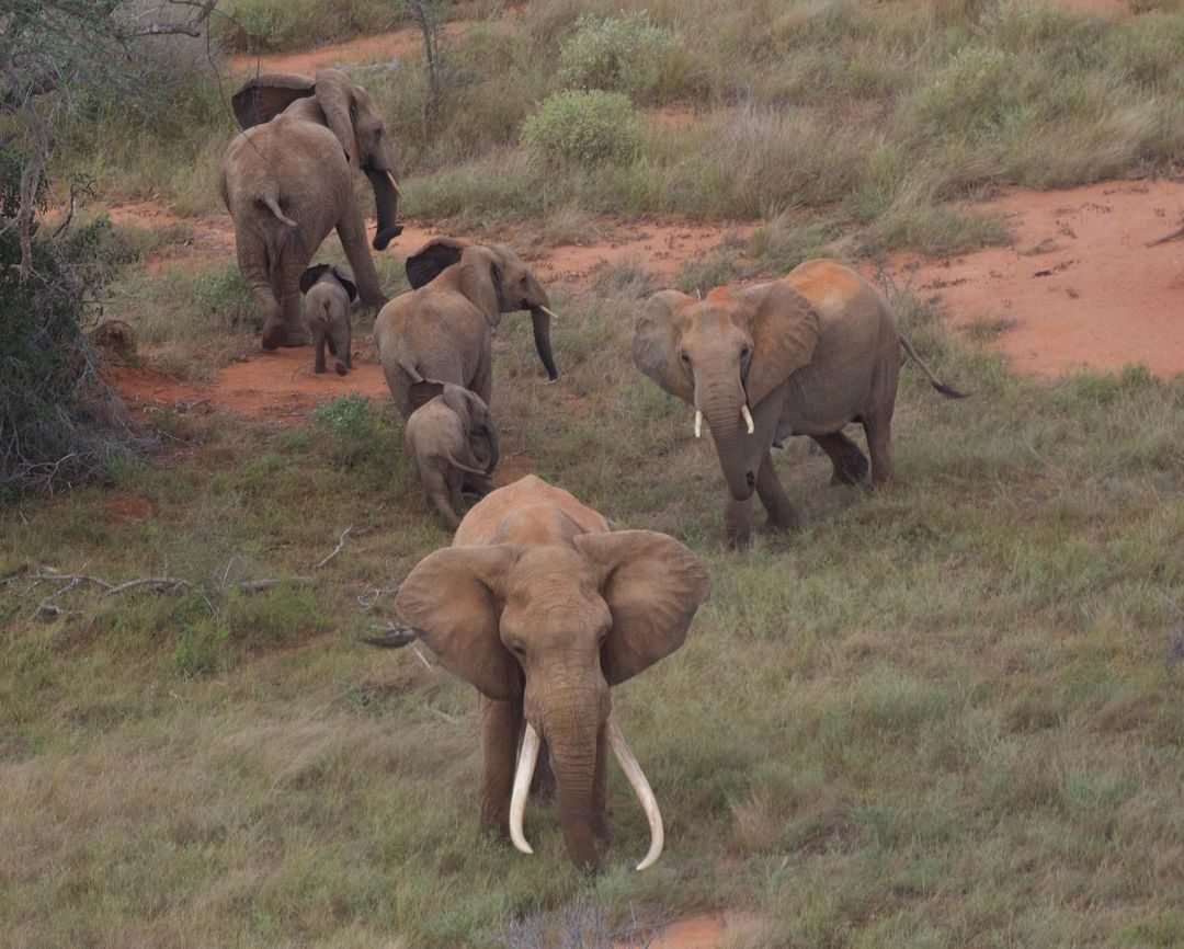 Borders, wildlife corridors and understanding the migratory routes of