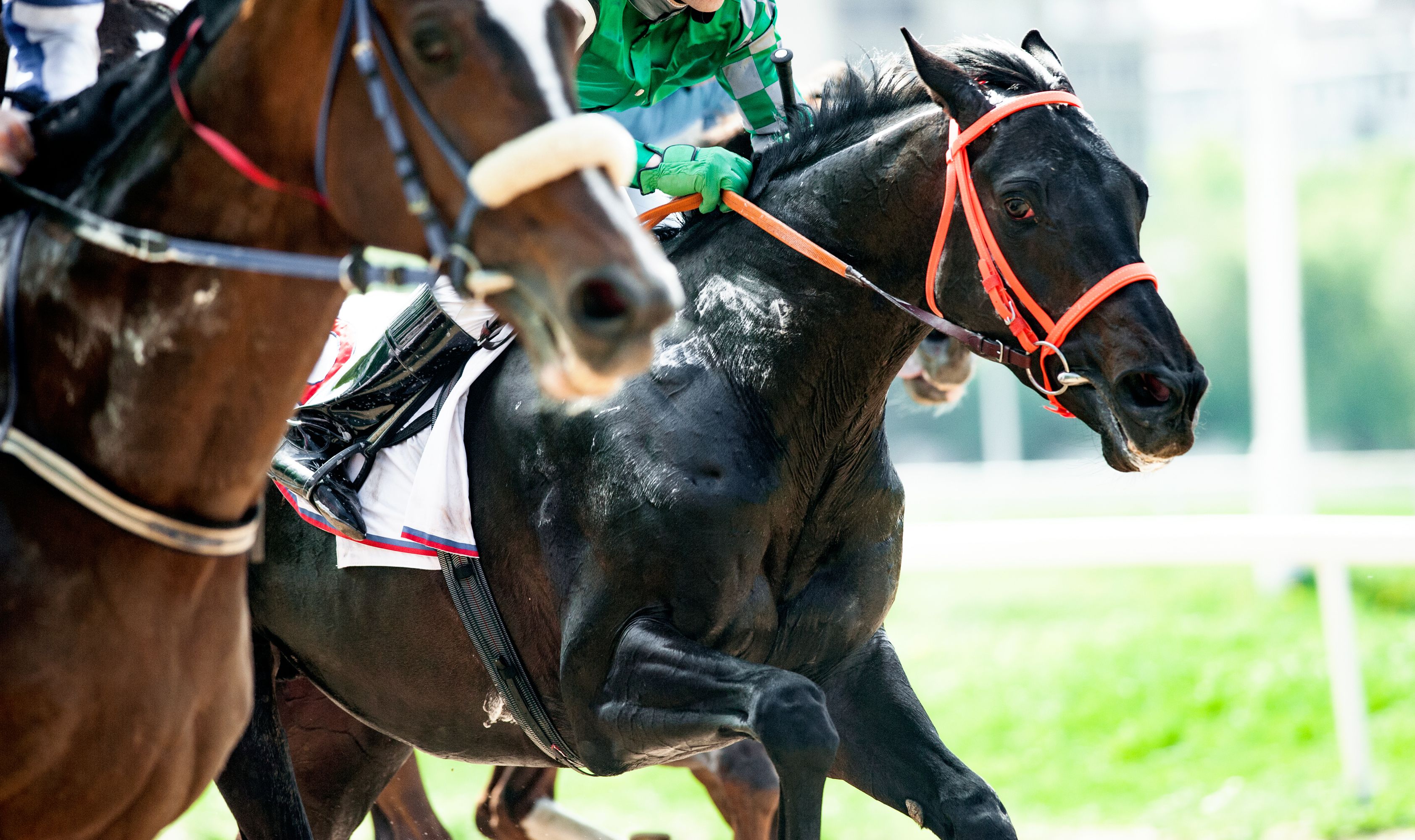 Top 10 Fastest Horse Breeds in the World TwinSpires