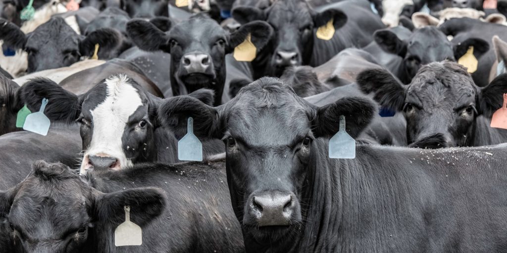 Innovations in Bovine Respiratory Disease prediction Texas and