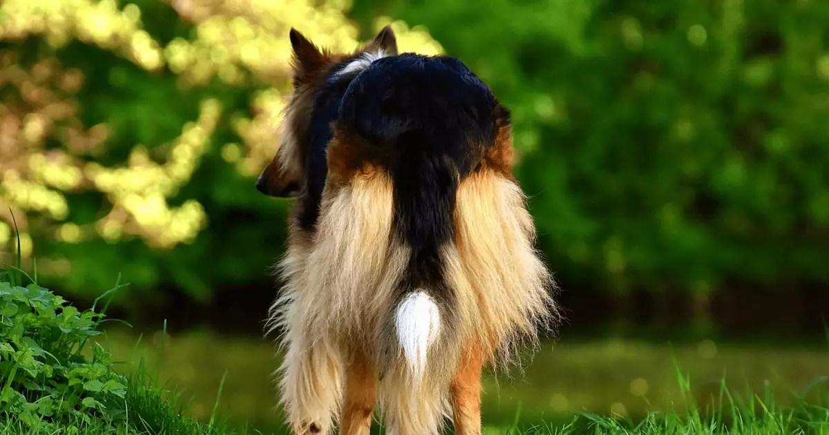 Transform Your Dog’s Grooming Routine: Mastering the Battle Against “Poop Butt”