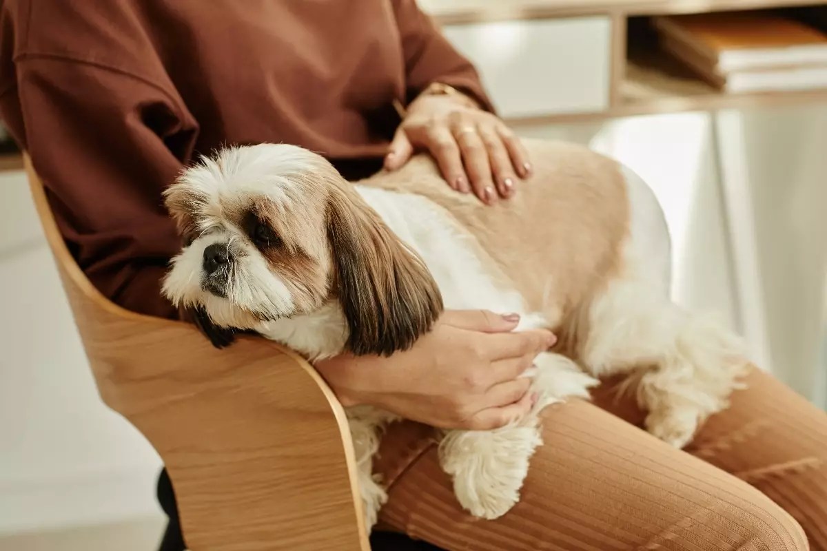 The Unbreakable Bond: Why Lap Dogs Are the Heart of True Connection