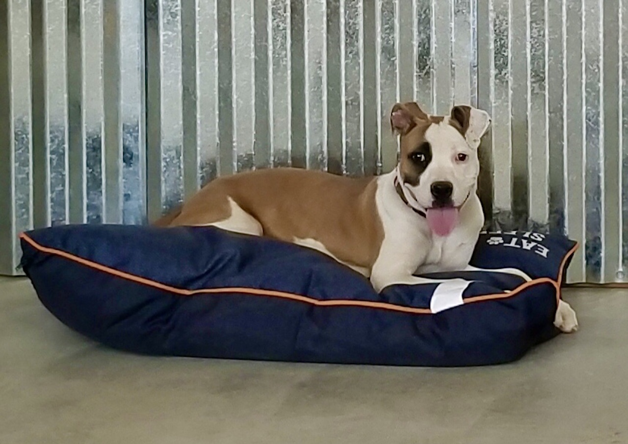 Online Dog Training Courses T's Doghouse