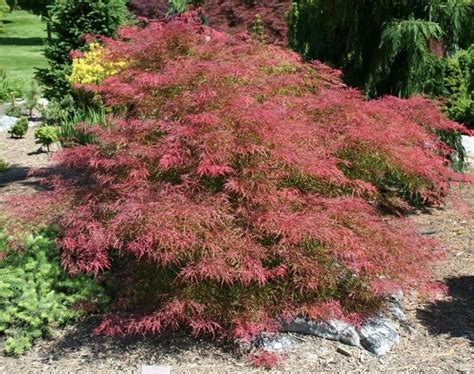 Acer palmatum dissectum Baldsmith