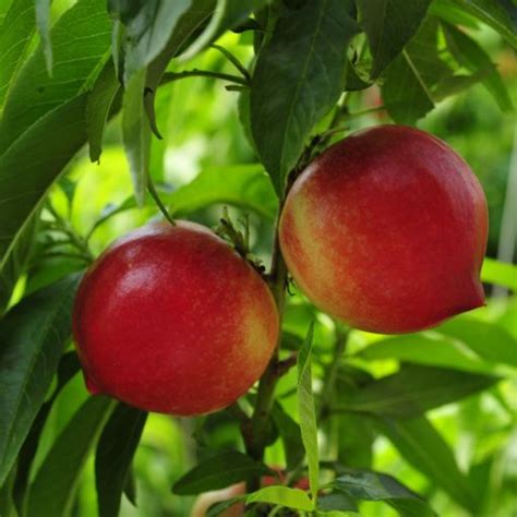 Nectarine Red Gold