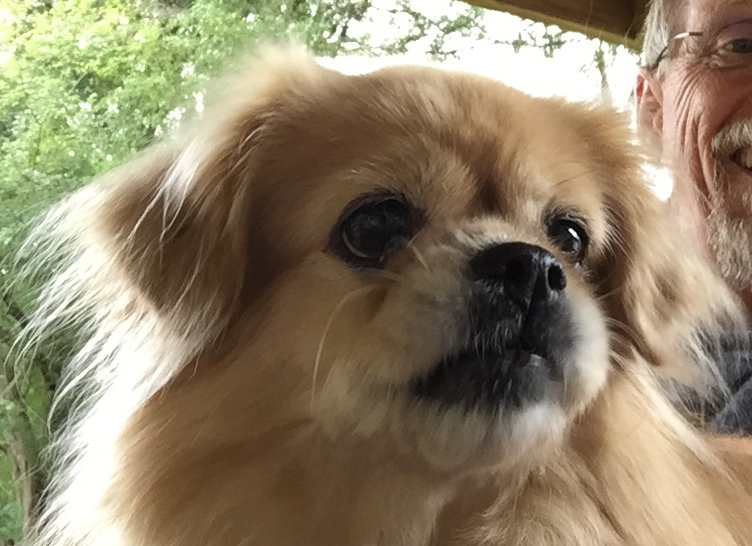 Tibetan Spaniel Rescue Guide TSCA Rescue & Health Trust