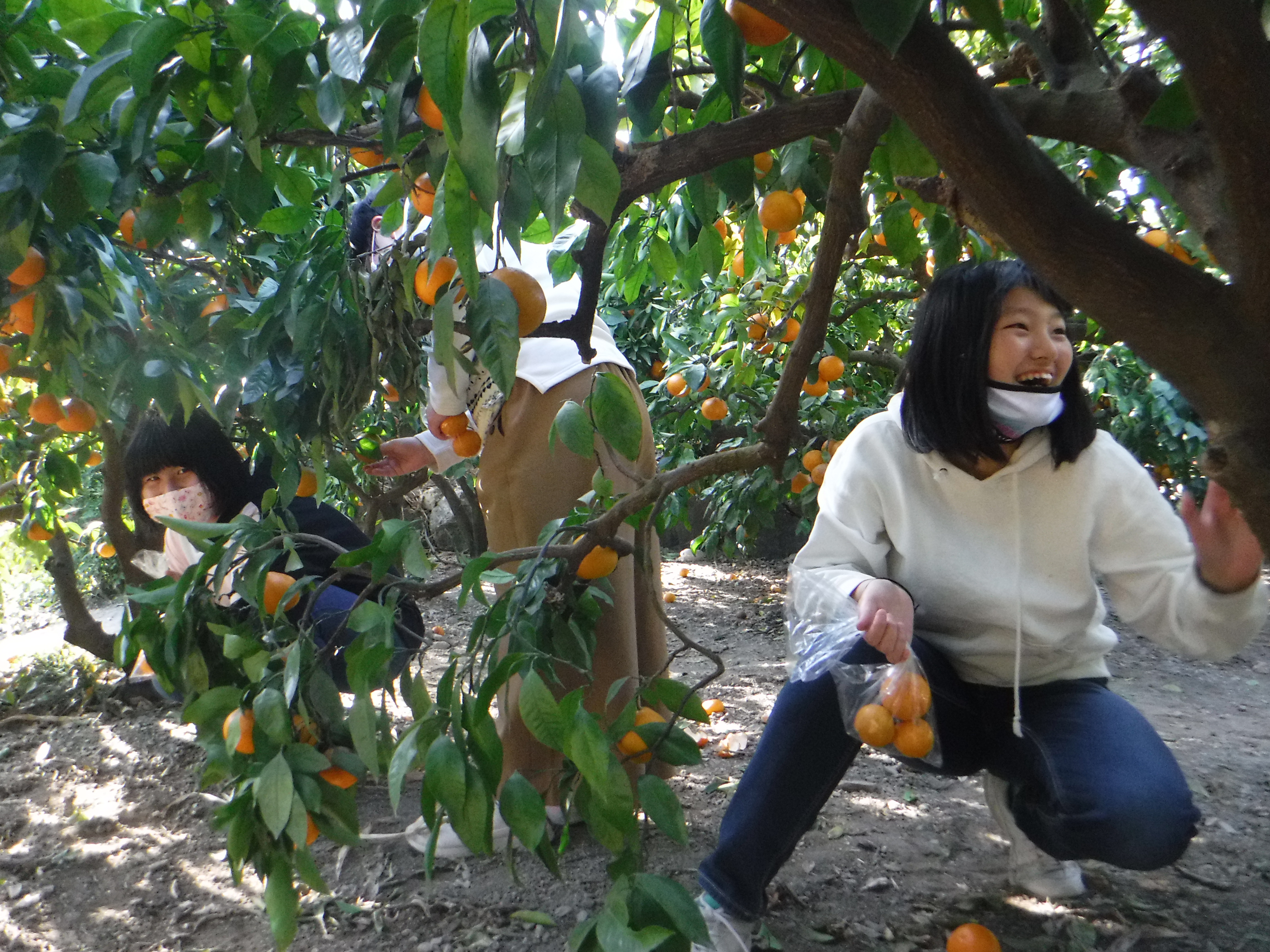 みかん狩り 食べ頃、たくさん。 埼玉県本庄市の放課後等デイサービスつばさメイト