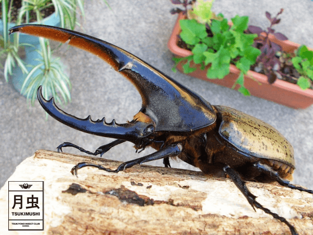 ビートルバトラー カブ闘士】激闘ムービー＃4 ヤマトカブトVsヘラクレスオオカブト - Youtube 世界のカブトムシ図鑑 ヘラクレスオオカブト属のご紹介をします。 - 月虫