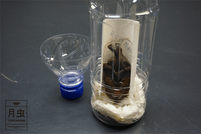 カブトムシのサナギの飼育！これだけ知っておけばとっても簡単！ 月虫