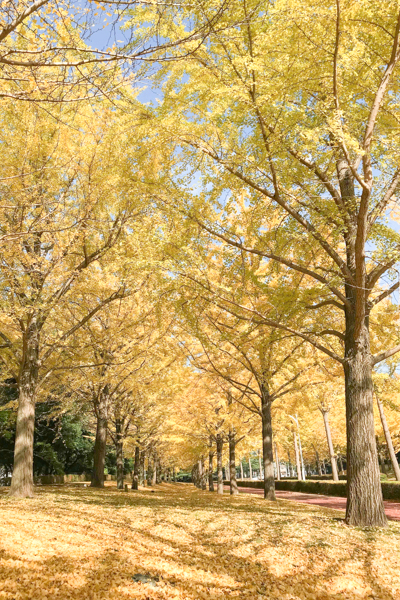 11/24（土）「パンの街つくばを満喫！紅葉と人気のパン屋さんを巡る 