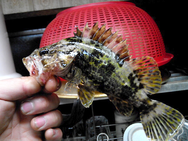 12月の松永湾で釣れる魚(デカハゼ狙いオススメ) TSURERO