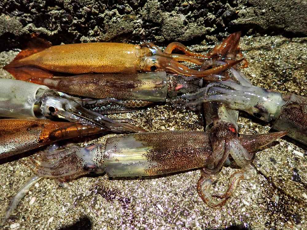 [しまなみ海道] 初ランカーシーバス！！＆ ツツイカエギングで78匹 [7月初旬] TSURERO