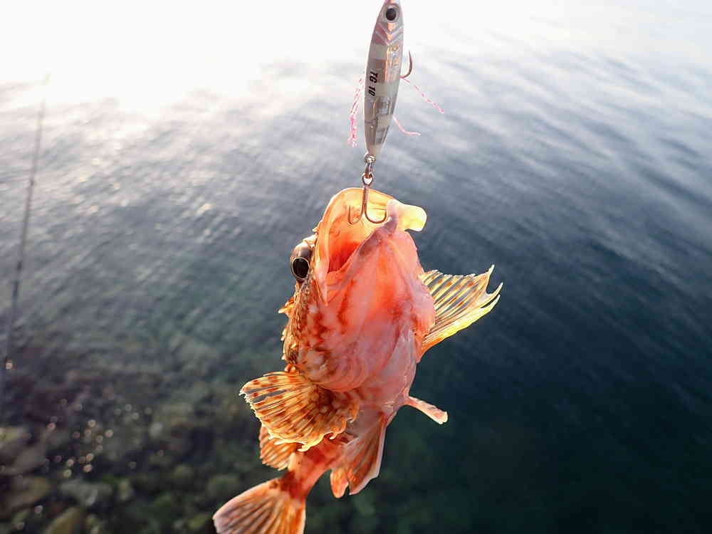 5月(GW)って何が釣れるの？しまなみ海道で5月に釣れる魚と釣り方まとめ！【初心者・ビギナー】 TSURERO