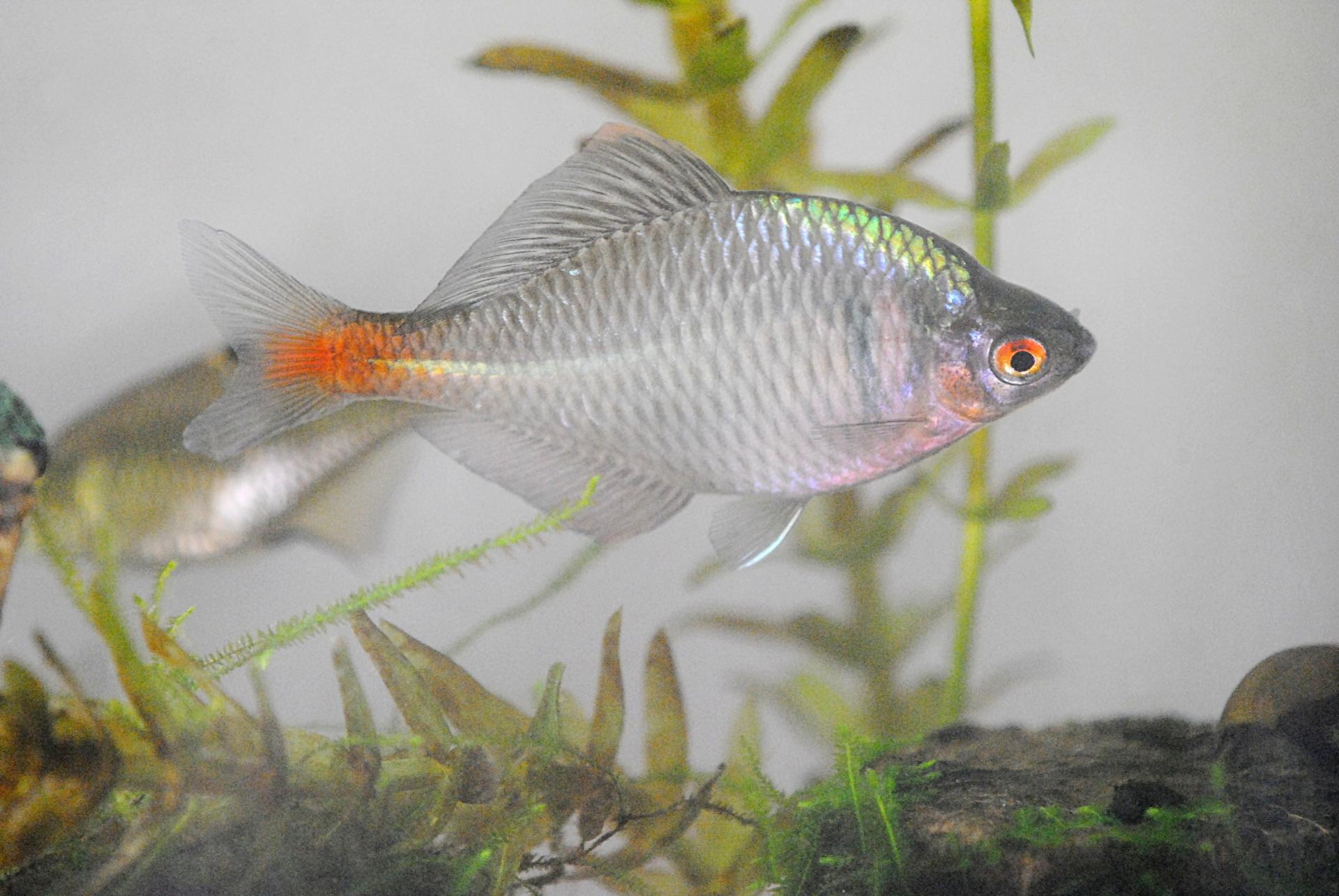 タナゴ釣りにおすすめの仕掛け・餌・釣り場所をご紹介！釣り方のコツも解説 釣りラボマガジン