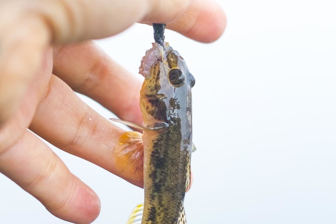 ハゼ釣りの始め方｜時期・仕掛け・エサ・コツ・ポイント【初心者必見】 釣りラボマガジン