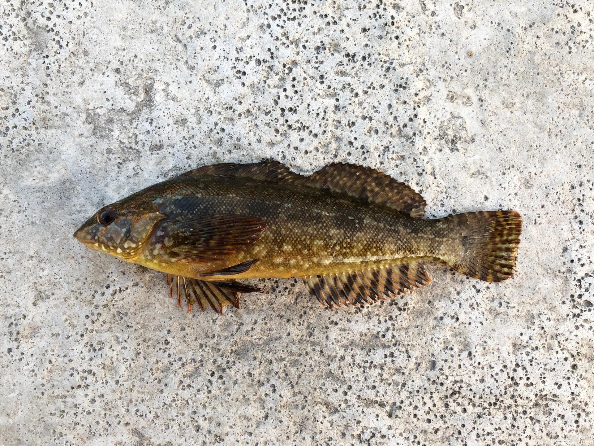 根魚(ねうお)の種類一覧とそれぞれ釣り方をご紹介！おすすめの仕掛け・タックルも 釣りラボマガジン