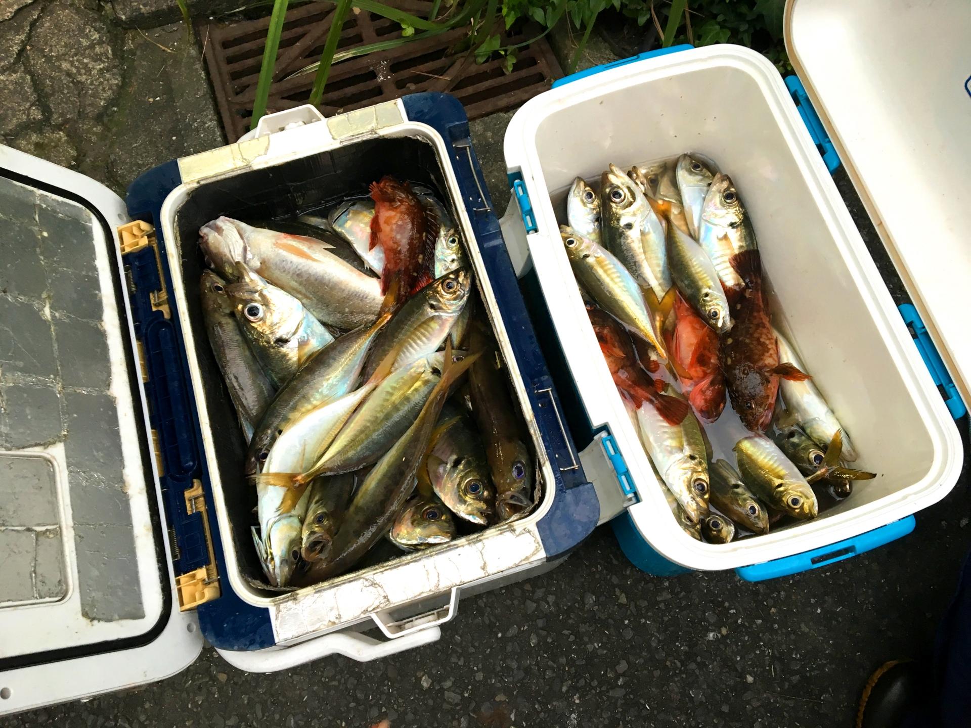 釣り用クーラーボックスおすすめ5選｜人気・コスパ抜群【初心者必見】 釣りラボマガジン