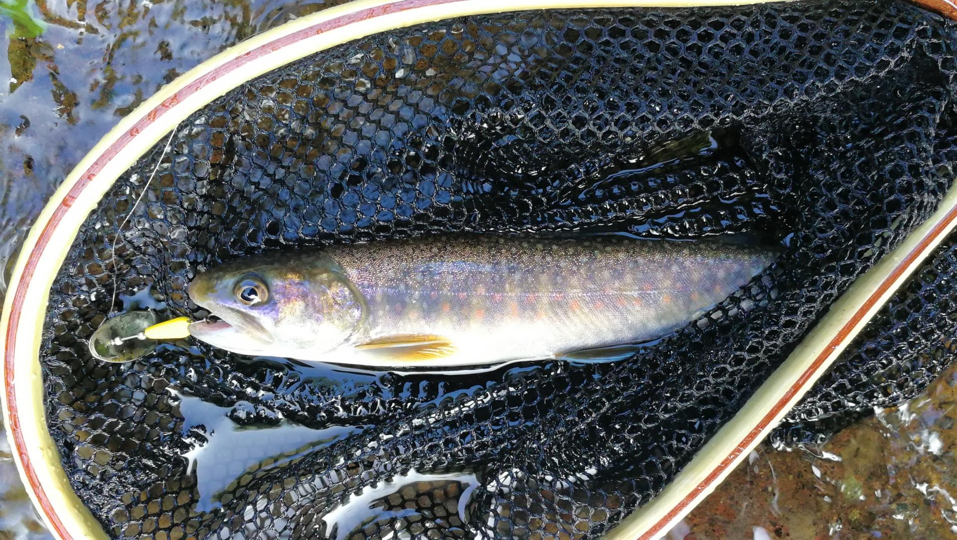 ヤマメの釣り方・コツ・時期を徹底解説！おすすめの仕掛けや餌、人気の釣り堀もご紹介 釣りラボマガジン