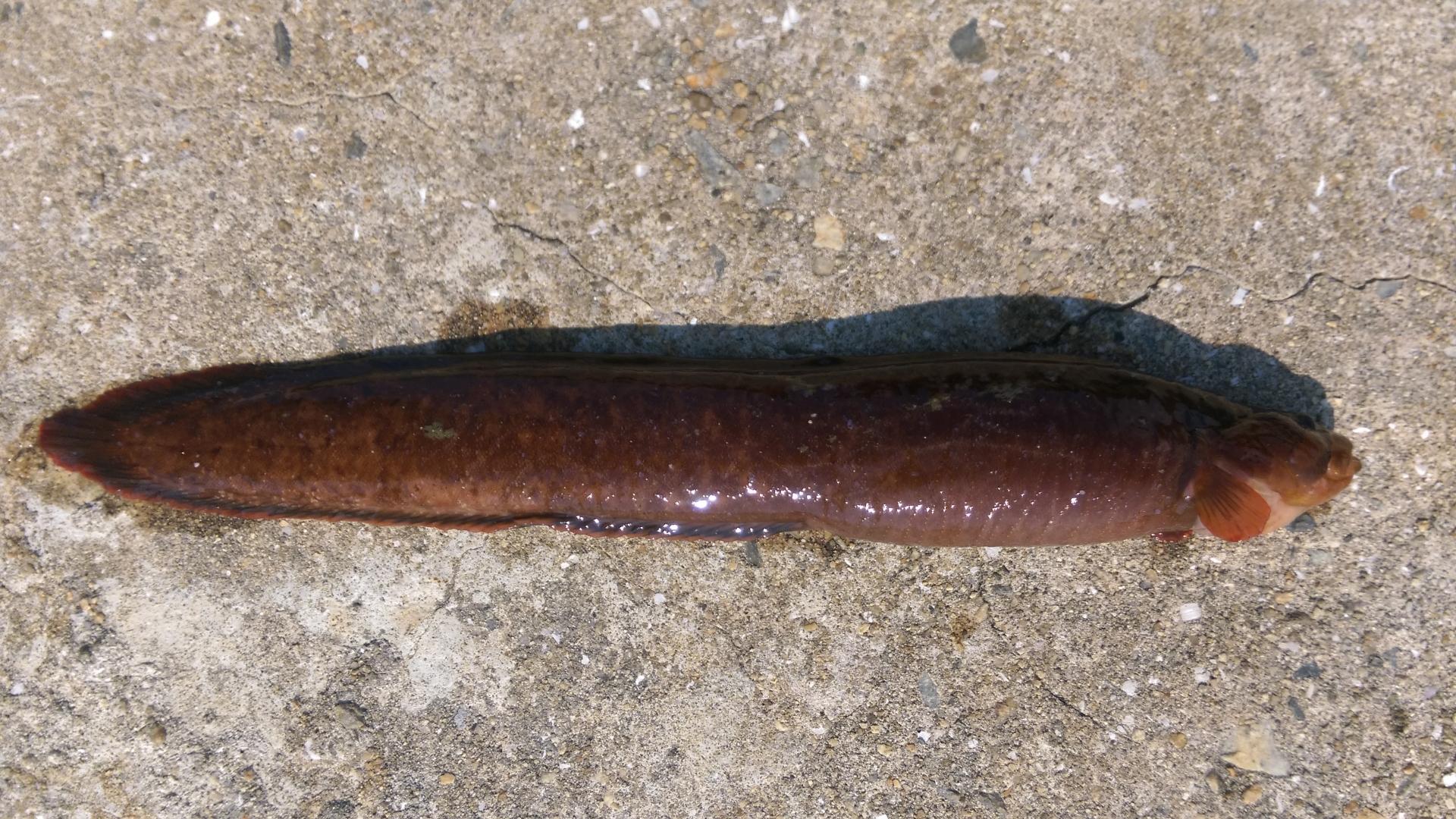 【高級魚ギンポの基本知識】レシピ・旬な時期・釣り方・さばき方を解説！ 釣りラボマガジン