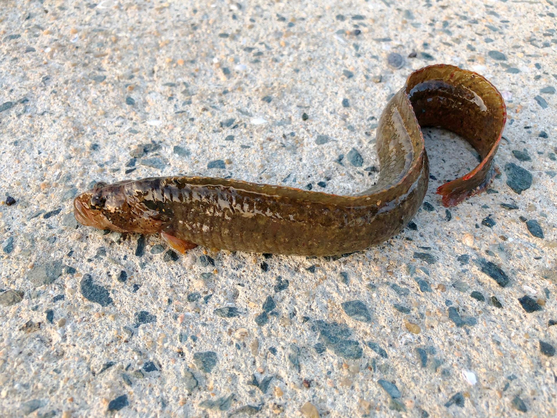 【高級魚ギンポの基本知識】レシピ・旬な時期・釣り方・さばき方を解説！ 釣りラボマガジン