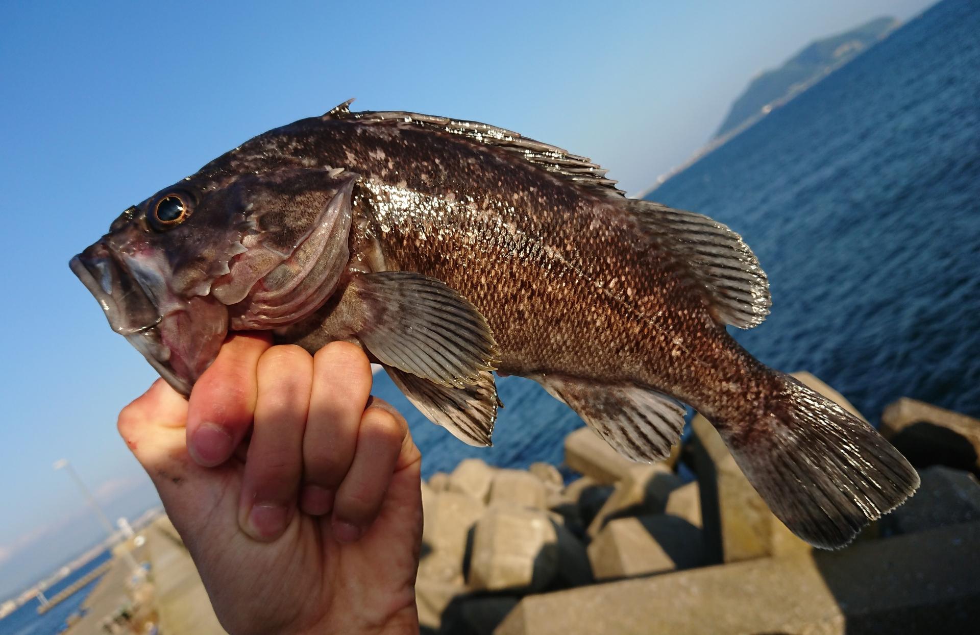 【ムラソイの基本知識】生態・見分け方・レシピ・旬な時期・釣り方を解説！ 釣りラボマガジン