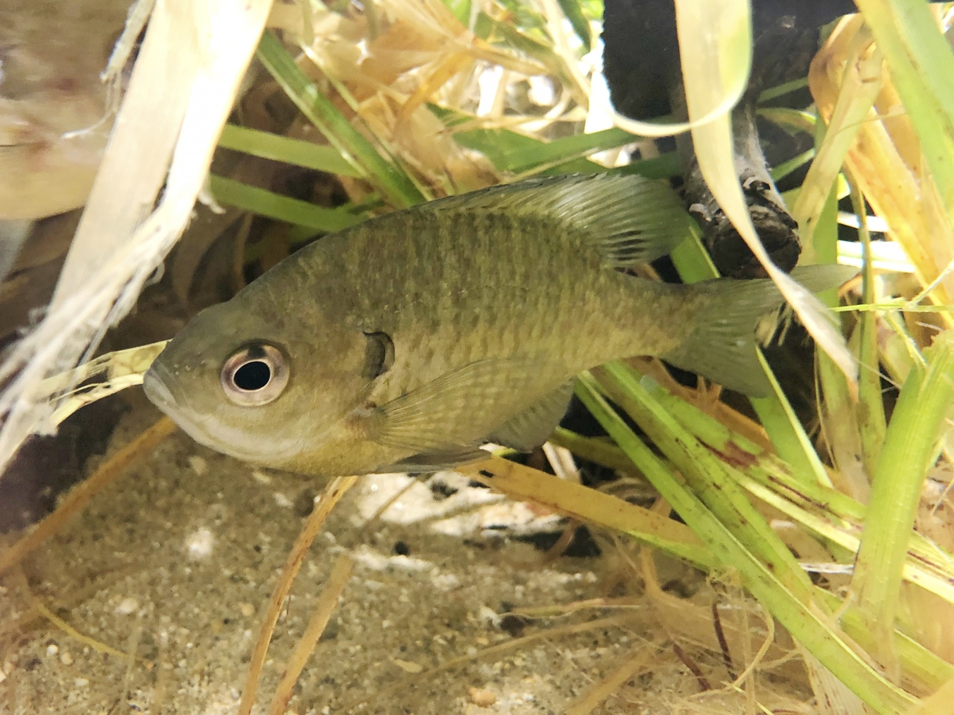 外来ブルーギルは天皇陛下が持ち込んだ魚？釣り方・レシピ・生態を解説 釣りラボマガジン